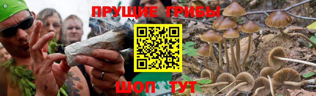 Галлюциногенные грибы Psilocybe  Псилоцибиновые грибы ЛСД  Вход с VPN  Славянск-на-Кубани 